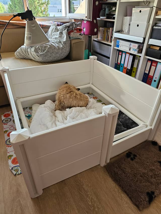 Vun Attilbrigga Cairn Terrier