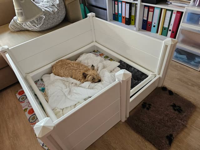 Vun Attilbrigga Cairn Terrier