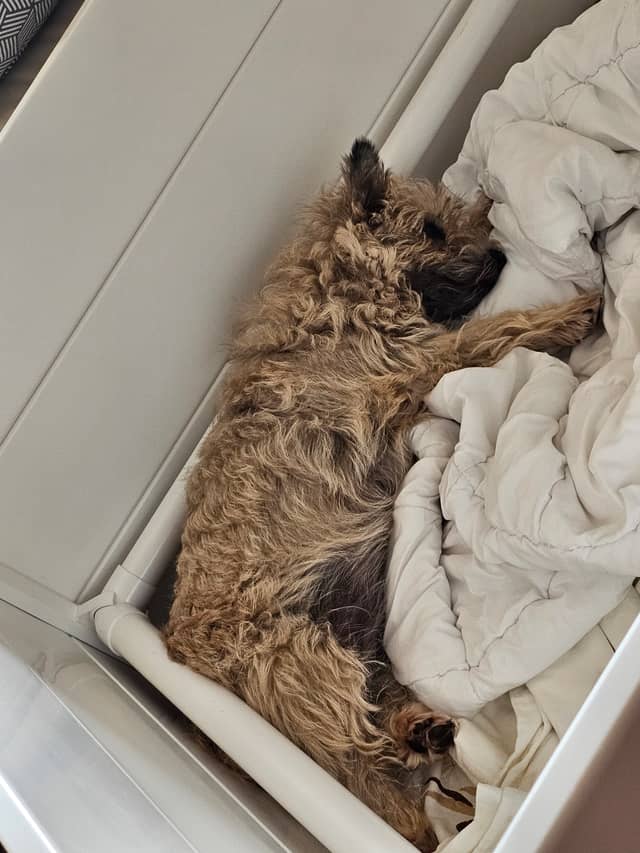 Vun Attilbrigga Cairn Terrier