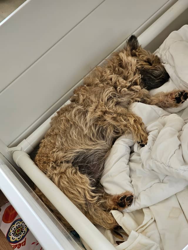 Vun Attilbrigga Cairn Terrier