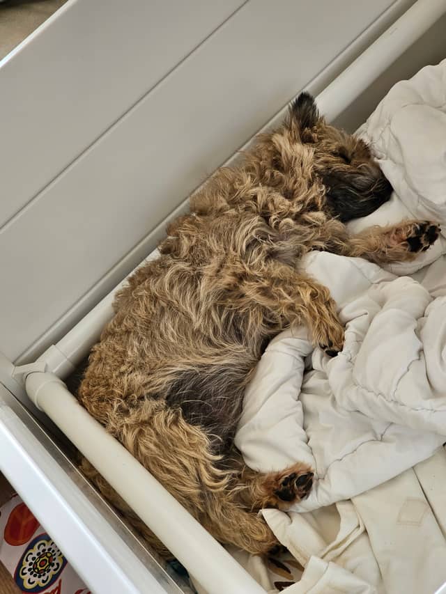 Vun Attilbrigga Cairn Terrier