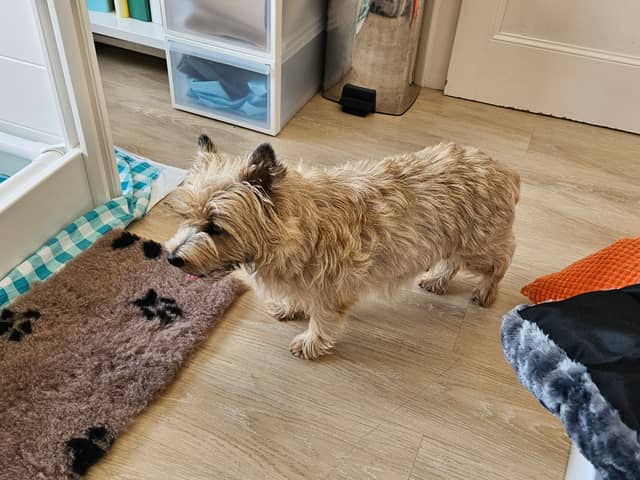 Vun Attilbrigga Cairn Terrier