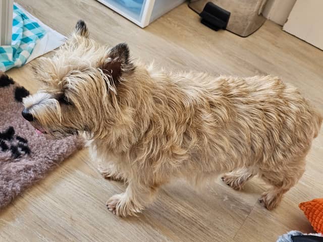 Vun Attilbrigga Cairn Terrier