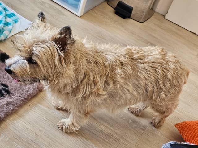 Vun Attilbrigga Cairn Terrier