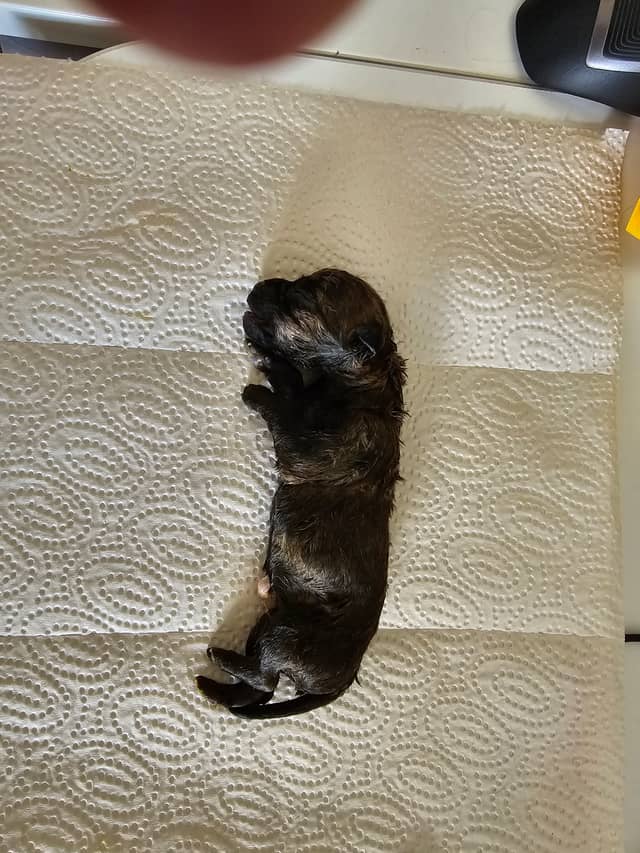 Vun Attilbrigga Cairn Terrier