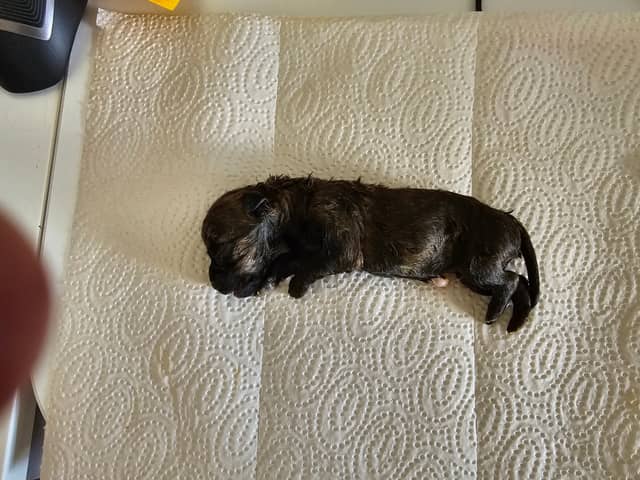 Vun Attilbrigga Cairn Terrier