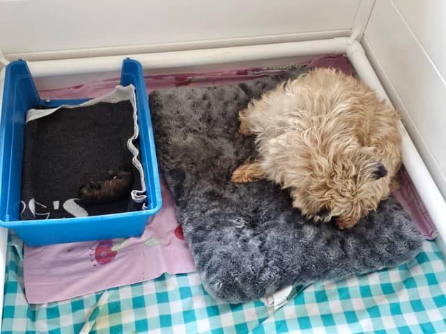 Vun Attilbrigga Cairn Terrier