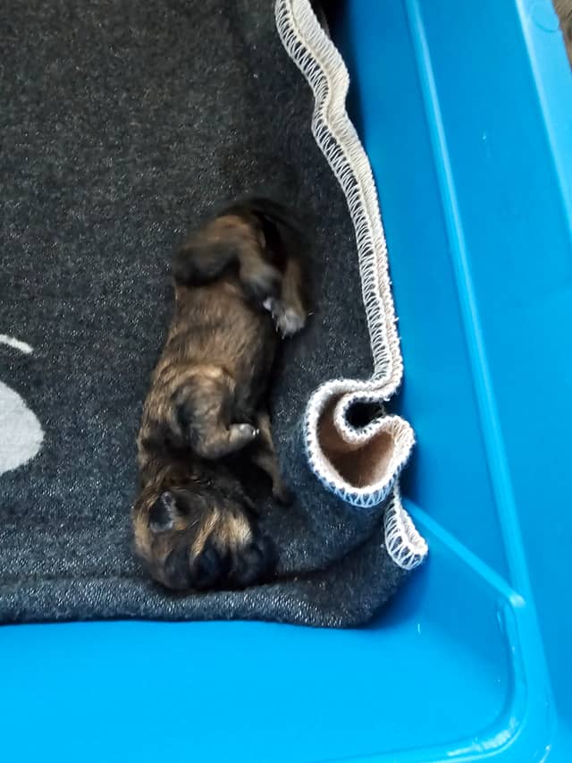 Vun Attilbrigga Cairn Terrier