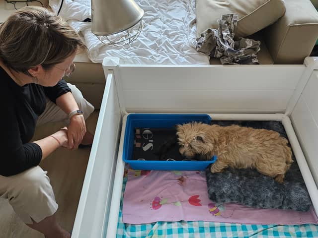 Vun Attilbrigga Cairn Terrier