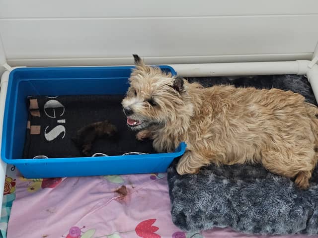 Vun Attilbrigga Cairn Terrier