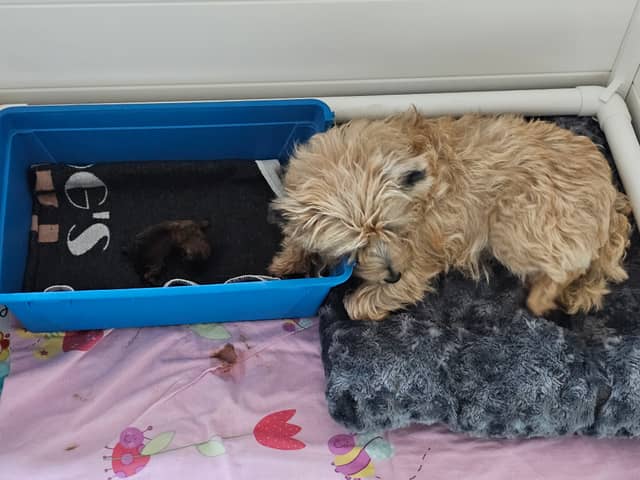Vun Attilbrigga Cairn Terrier