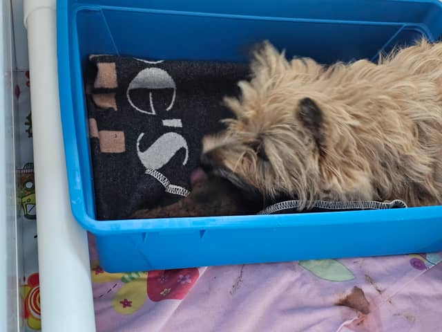 Vun Attilbrigga Cairn Terrier