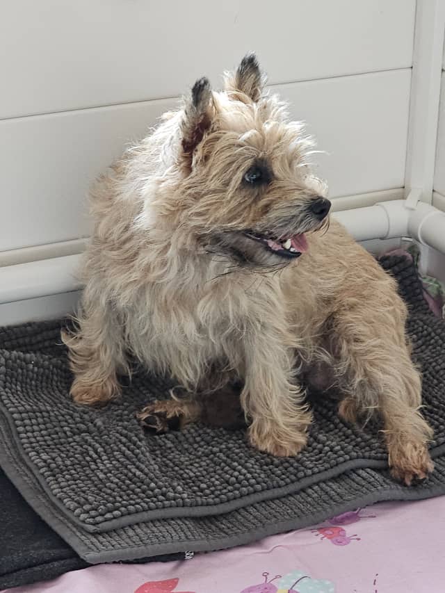 Vun Attilbrigga Cairn Terrier