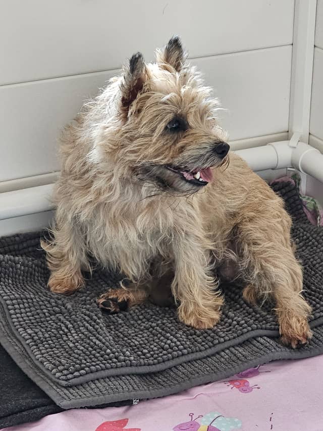 Vun Attilbrigga Cairn Terrier
