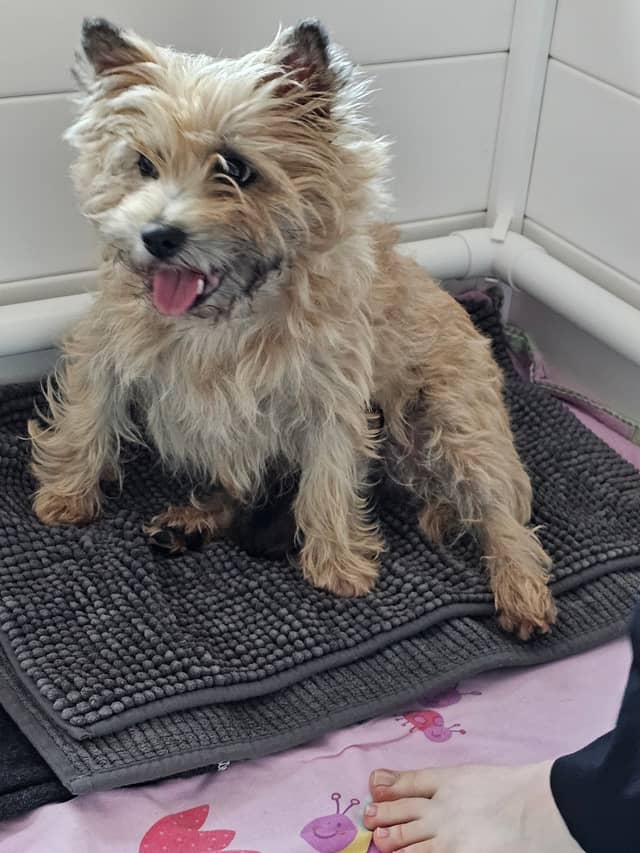 Vun Attilbrigga Cairn Terrier