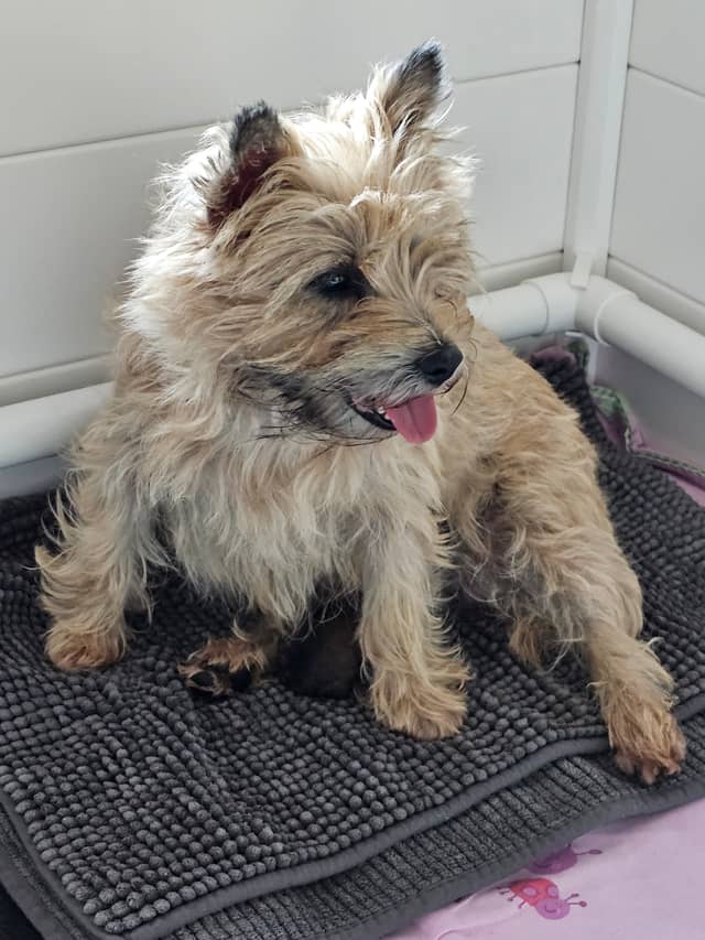 Vun Attilbrigga Cairn Terrier