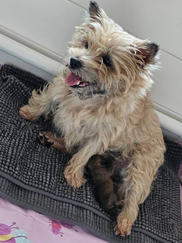 Vun Attilbrigga Cairn Terrier