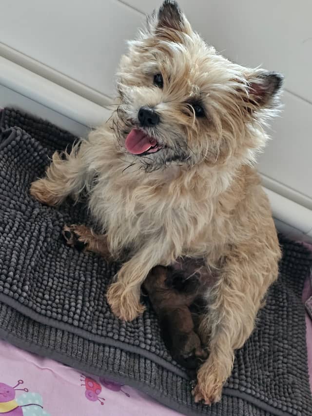 Vun Attilbrigga Cairn Terrier