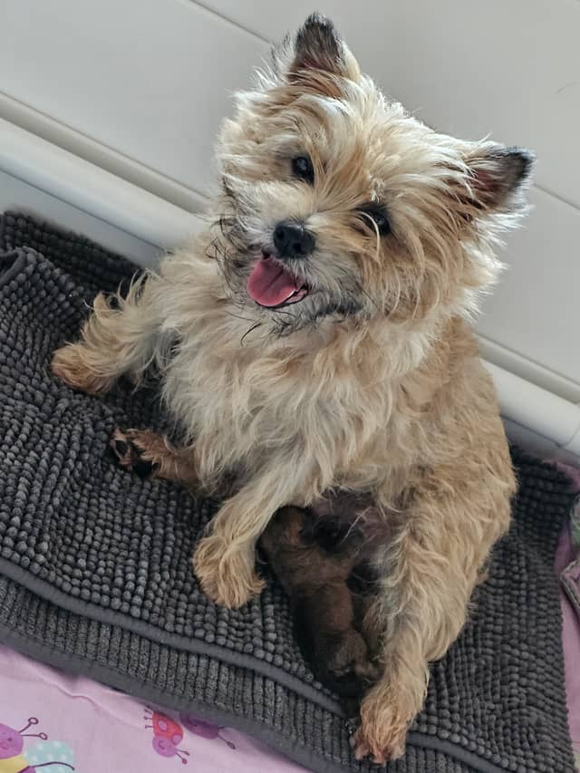 Vun Attilbrigga Cairn Terrier
