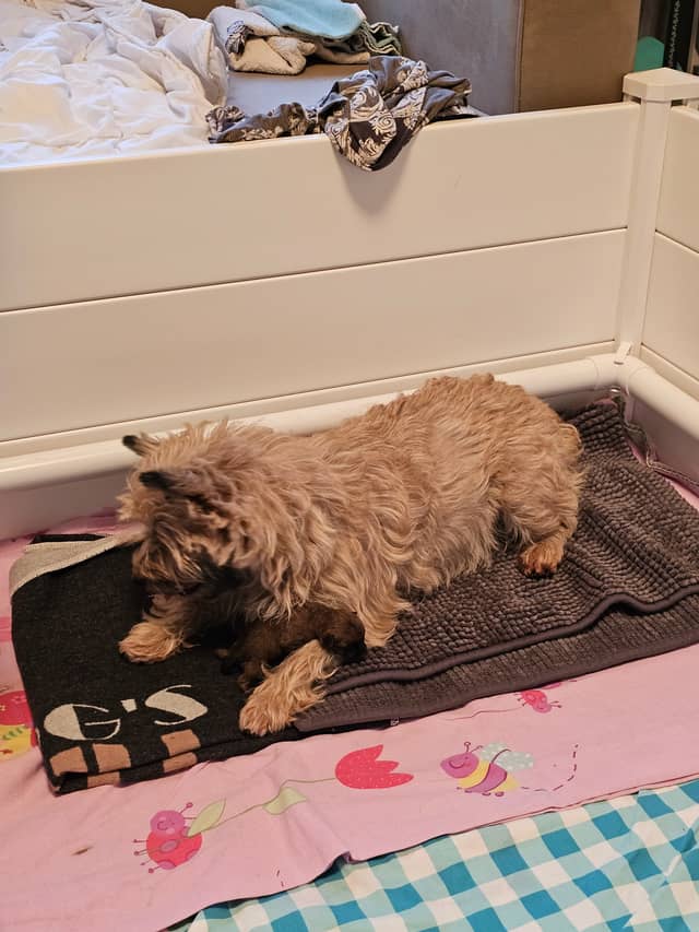 Vun Attilbrigga Cairn Terrier