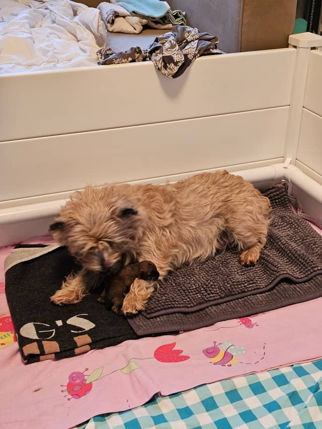 Vun Attilbrigga Cairn Terrier