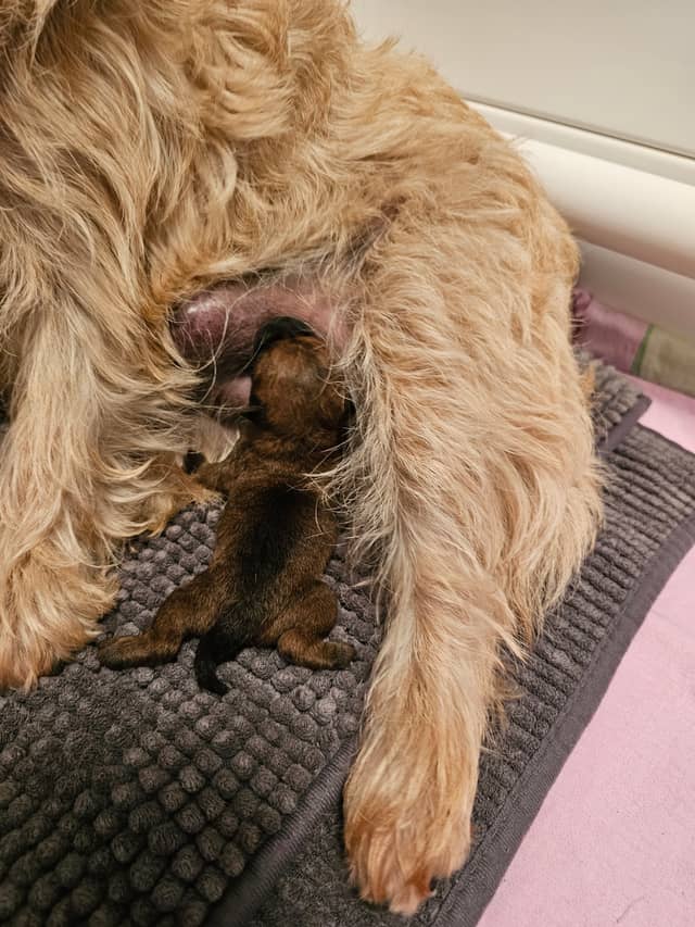 Vun Attilbrigga Cairn Terrier