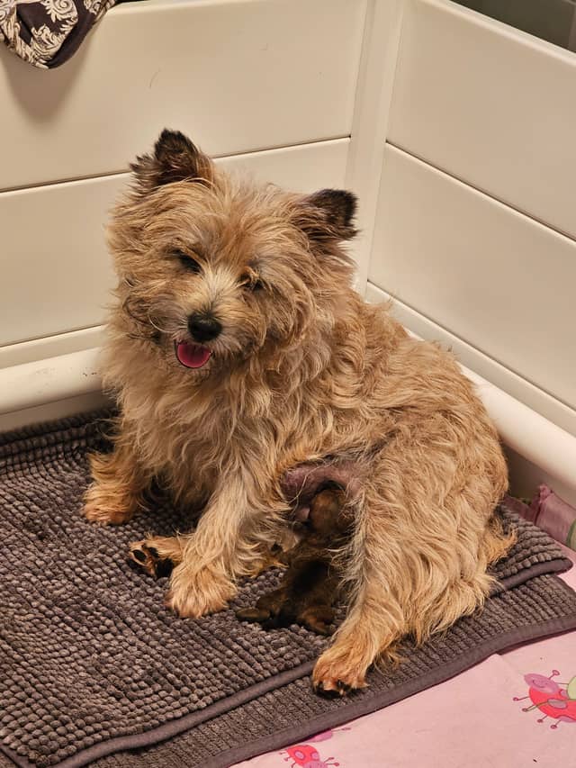 Vun Attilbrigga Cairn Terrier