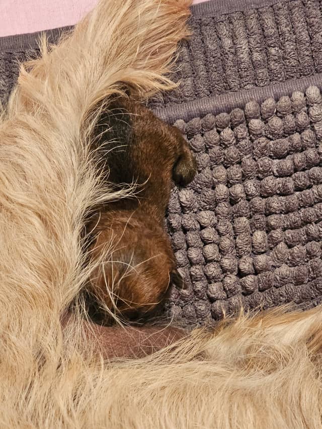 Vun Attilbrigga Cairn Terrier