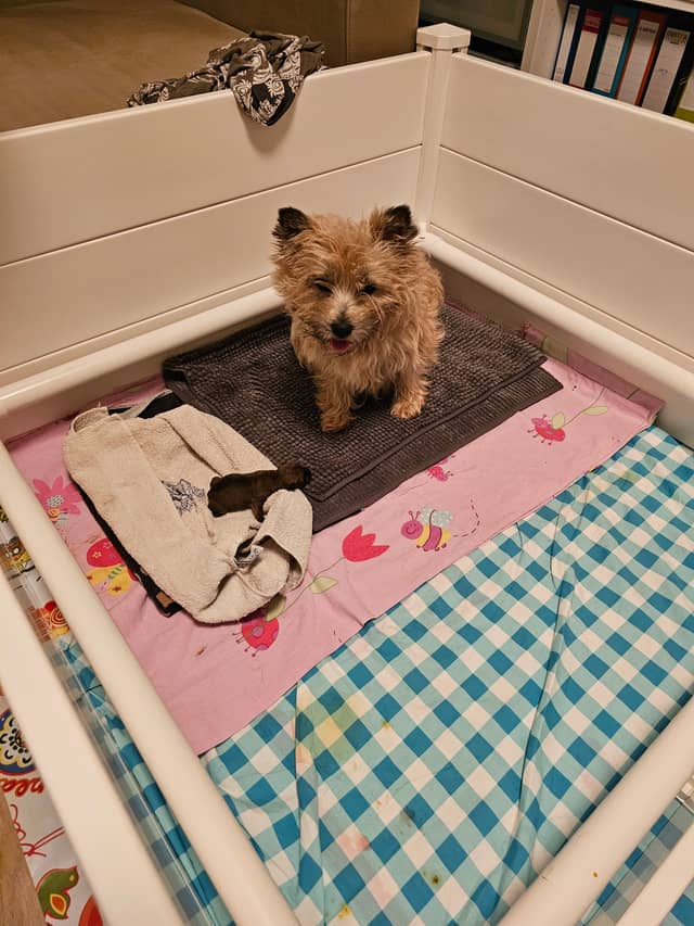 Vun Attilbrigga Cairn Terrier