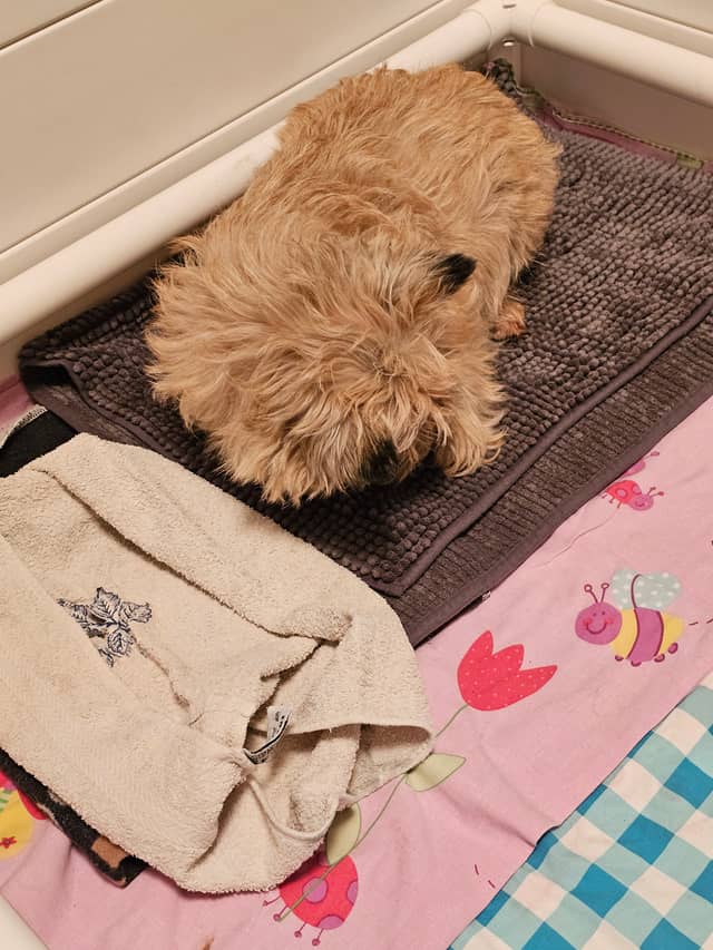 Vun Attilbrigga Cairn Terrier