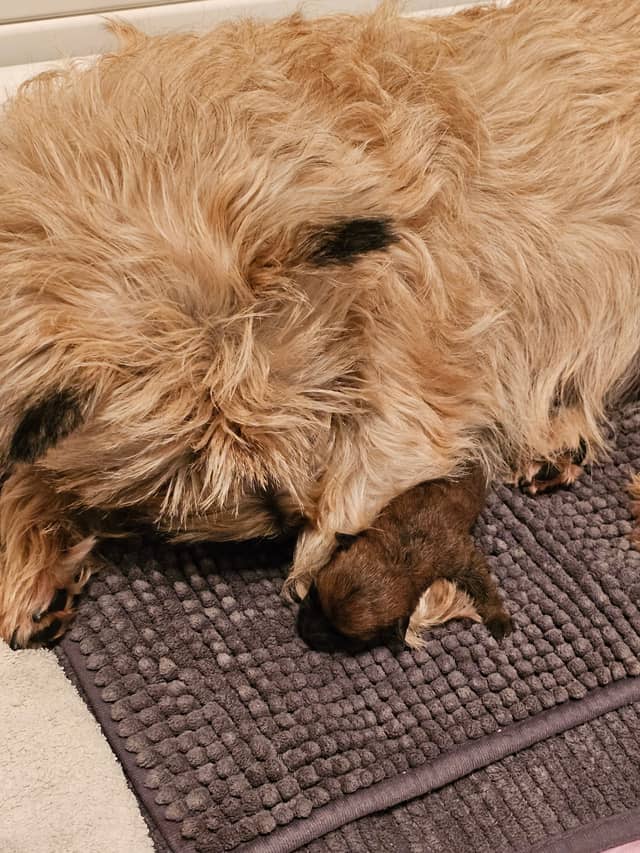 Vun Attilbrigga Cairn Terrier