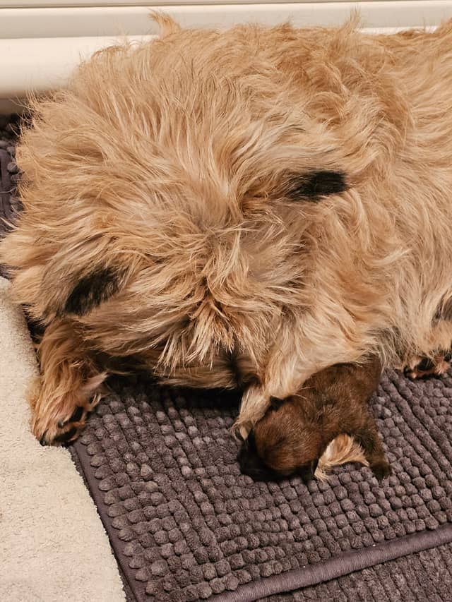 Vun Attilbrigga Cairn Terrier