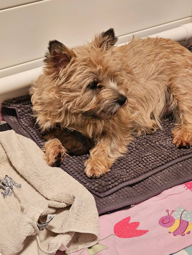Vun Attilbrigga Cairn Terrier
