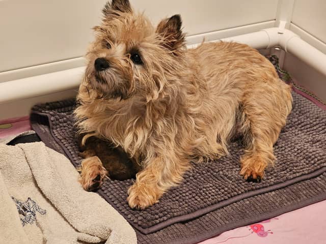 Vun Attilbrigga Cairn Terrier
