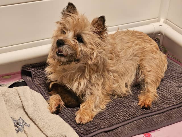Vun Attilbrigga Cairn Terrier