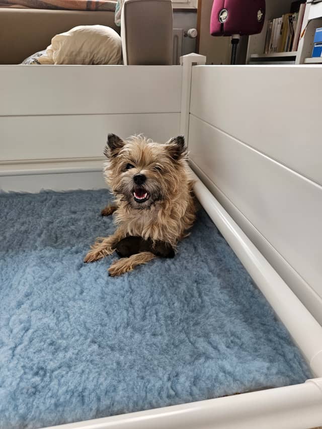 Vun Attilbrigga Cairn Terrier
