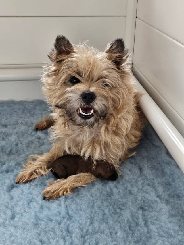 Vun Attilbrigga Cairn Terrier