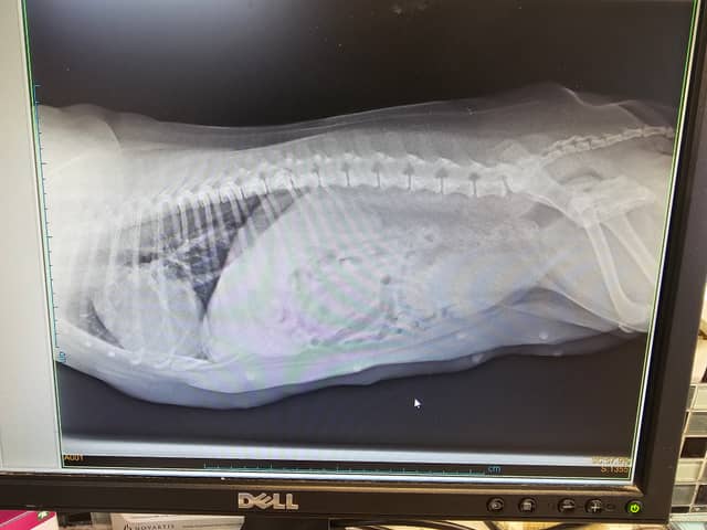 Vun Attilbrigga Cairn Terrier