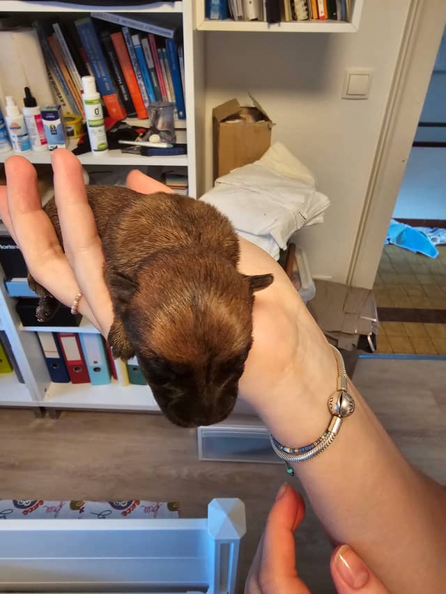 Vun Attilbrigga Cairn Terrier