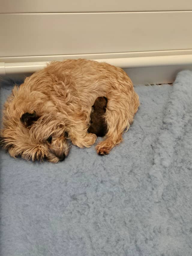 Vun Attilbrigga Cairn Terrier