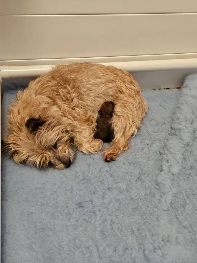 Vun Attilbrigga Cairn Terrier