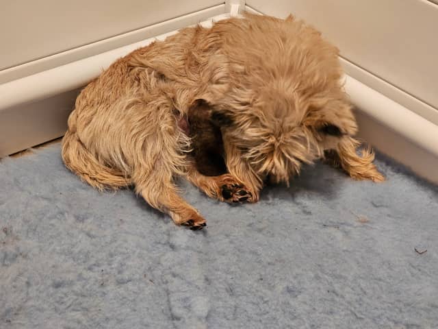 Vun Attilbrigga Cairn Terrier