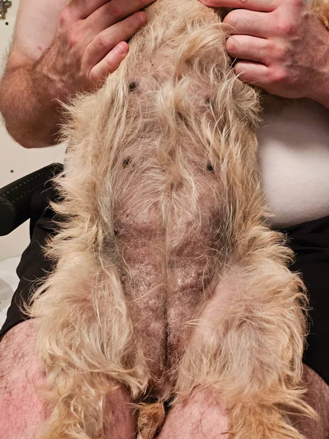 Vun Attilbrigga Cairn Terrier