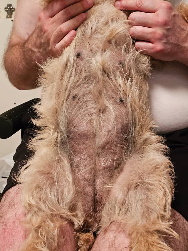 Vun Attilbrigga Cairn Terrier