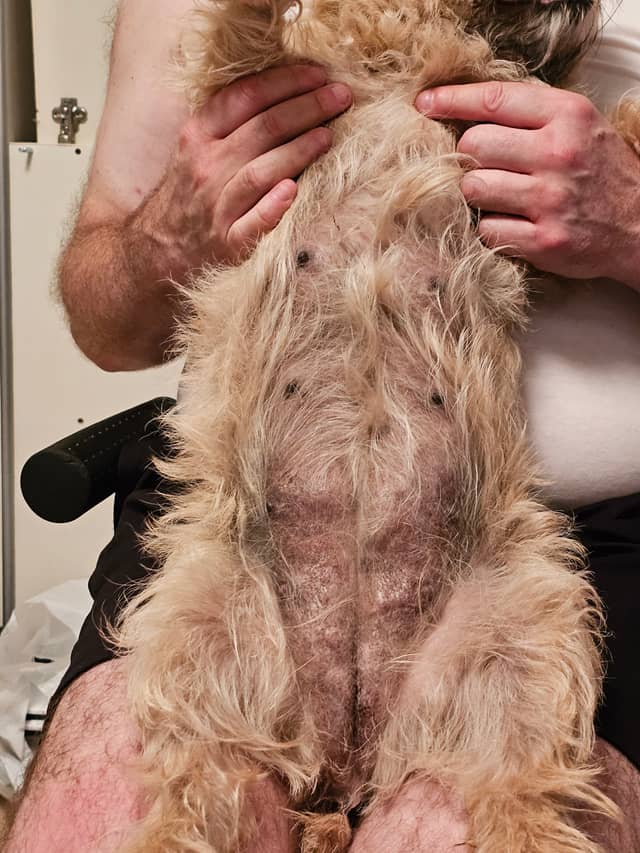 Vun Attilbrigga Cairn Terrier