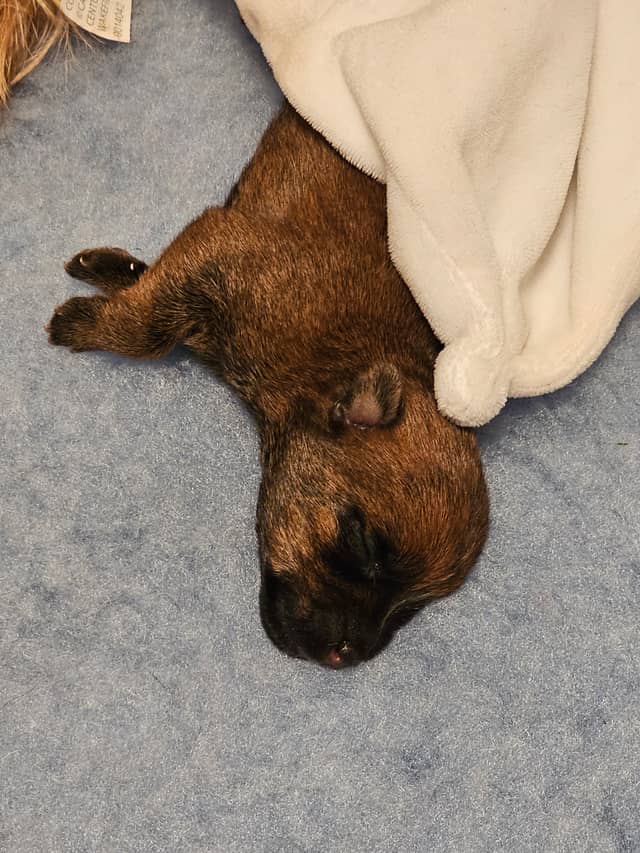 Vun Attilbrigga Cairn Terrier