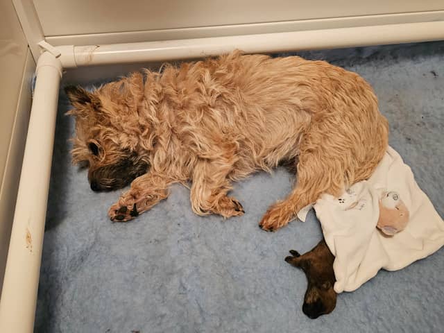 Vun Attilbrigga Cairn Terrier