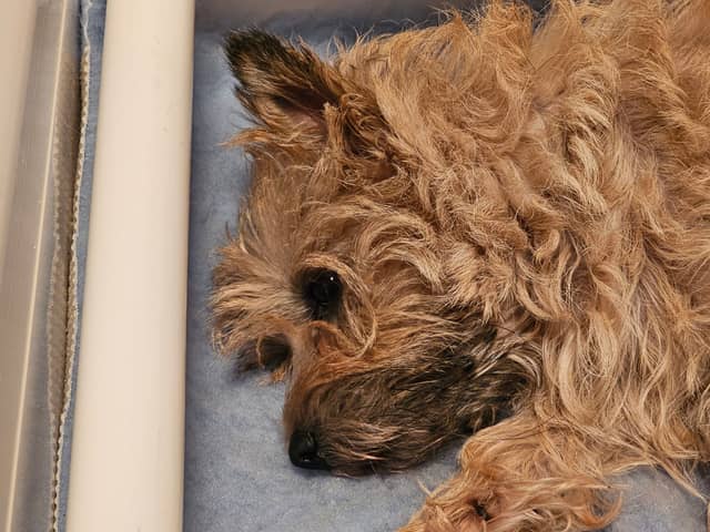 Vun Attilbrigga Cairn Terrier