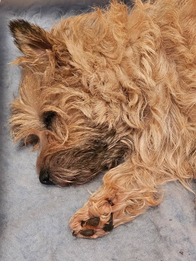 Vun Attilbrigga Cairn Terrier