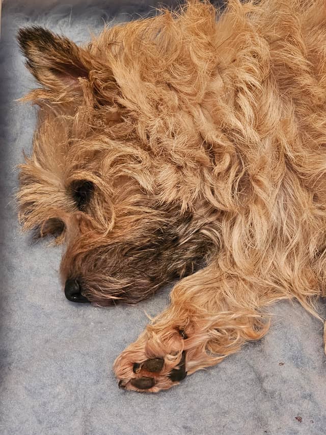 Vun Attilbrigga Cairn Terrier